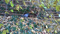 Columba livia domestica