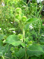 Arctium × nothum