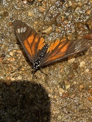 Acraea baxteri
