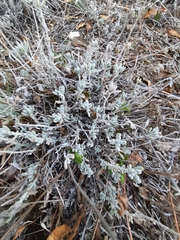 Teucrium polium