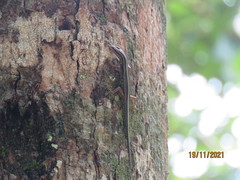 Sphenomorphus sanctus