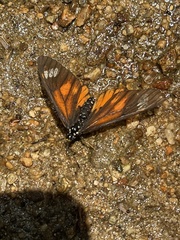 Acraea baxteri
