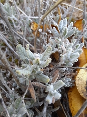 Teucrium polium