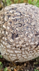 Langermannia pachyderma image