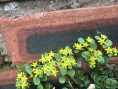 Sedum tetractinum