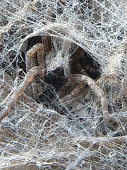 Stegodyphus sarasinorum