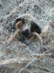 Stegodyphus sarasinorum