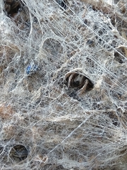 Stegodyphus sarasinorum