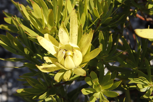 Image of Golden Sunshinebush (Leucadendron laureolum) by (c) Tony Rebelo, some rights reserved (CC BY-SA)