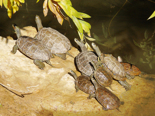 Caspian Turtle, Mauremys caspica