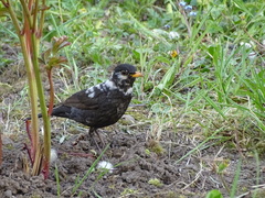 Turdus merula