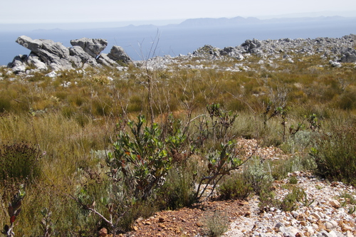 Othonna quinquedentata