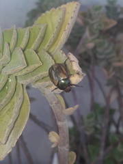 Anomala testaceipennis