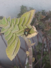 Anomala testaceipennis