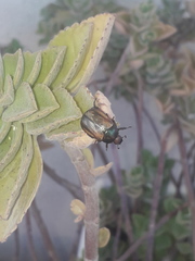 Anomala testaceipennis