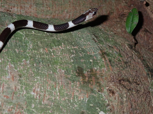 Photo of a Blanford's Bridal Snake (Lycodon davisonii)