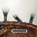 Hymenotorrendiella dingleyae - Photo (c) Jerry Cooper, algunos derechos reservados (CC BY), subido por Jerry Cooper
