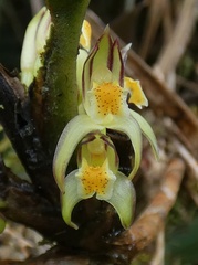 Maxillaria repens