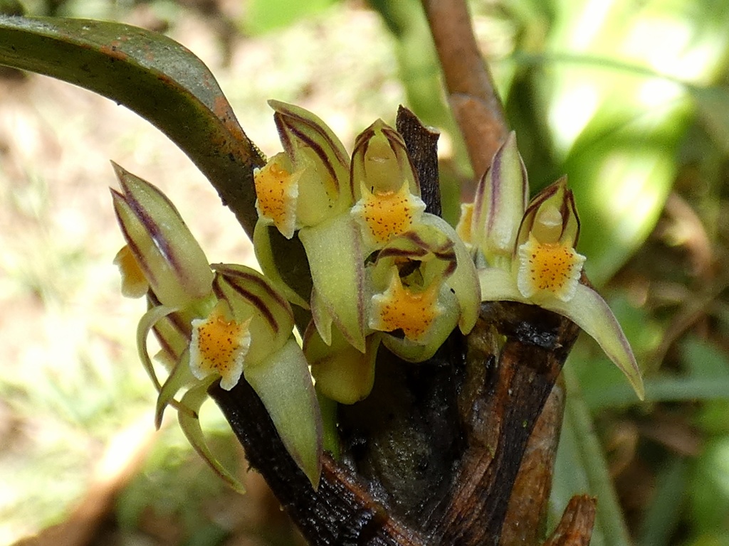 Maxillaria repens