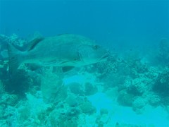 Lutjanus cyanopterus