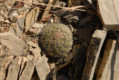 Coryphantha gracilis