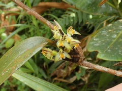 Maxillaria repens
