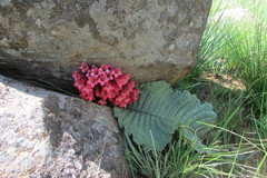 Streptocarpus dunnii