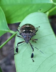 Dalpada oculata