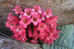 Streptocarpus dunnii
