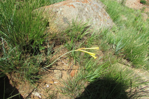 Cyrtanthus stenanthus