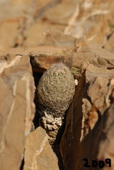 Coryphantha gracilis