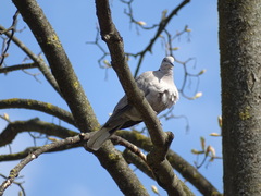 Streptopelia decaocto