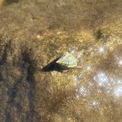 Clibanarius vittatus