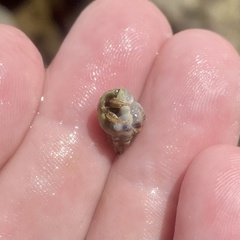 Clibanarius vittatus