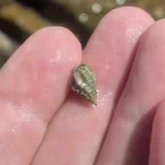 Clibanarius vittatus