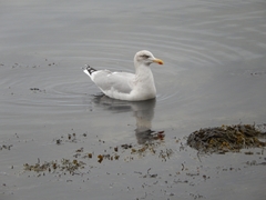 Larus argentatus