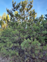 Pinus nigra