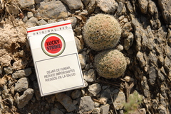 Coryphantha gracilis