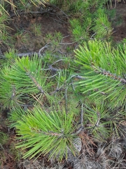 Pinus nigra