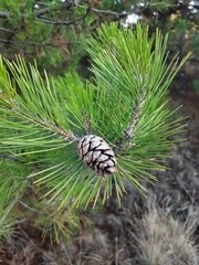 Pinus nigra