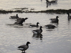 Branta bernicla