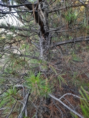 Pinus nigra