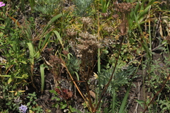 Aulacospermum anomalum
