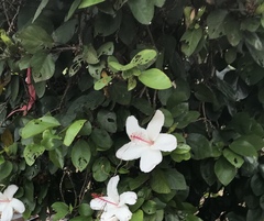 Hibiscus arnottianus