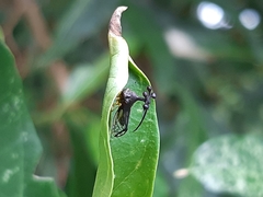 Bocydium globulare