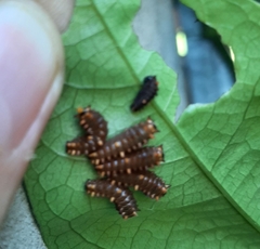 Battus polydamas