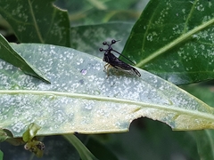 Bocydium globulare