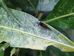 Bocydium globulare