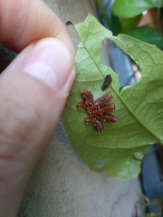 Battus polydamas