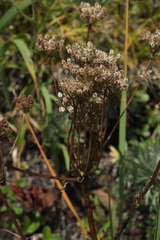 Aulacospermum anomalum